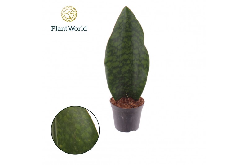 Sansevieria Sansevieria ‘Masoniana’ Whale Fin Sansevieria Sansevieria ‘Masoniana’ Whale Fin