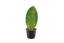Sansevieria Sansevieria ‘Masoniana’ Whale Fin P10.5 1 pp