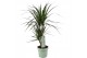 Dracaena marginata 2pp - 30-15 - MoreLips 