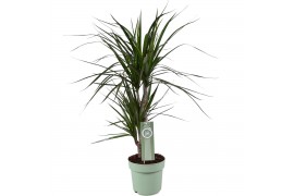 Dracaena marginata 2pp - 30-15 - MoreLips