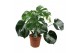 Monstera deliciosa 