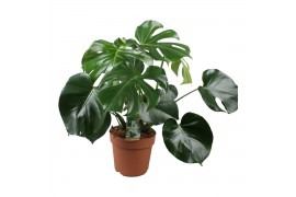 Monstera deliciosa