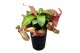 Nepenthes Gaya monkey jars 
