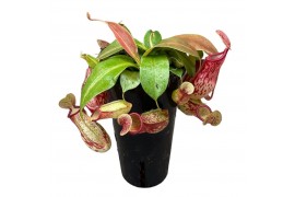 Nepenthes Gaya monkey jars