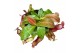 Nepenthes Gaya monkey jars 
