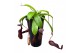 Nepenthes Bill monkey jars 