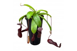 Nepenthes Bill monkey jars