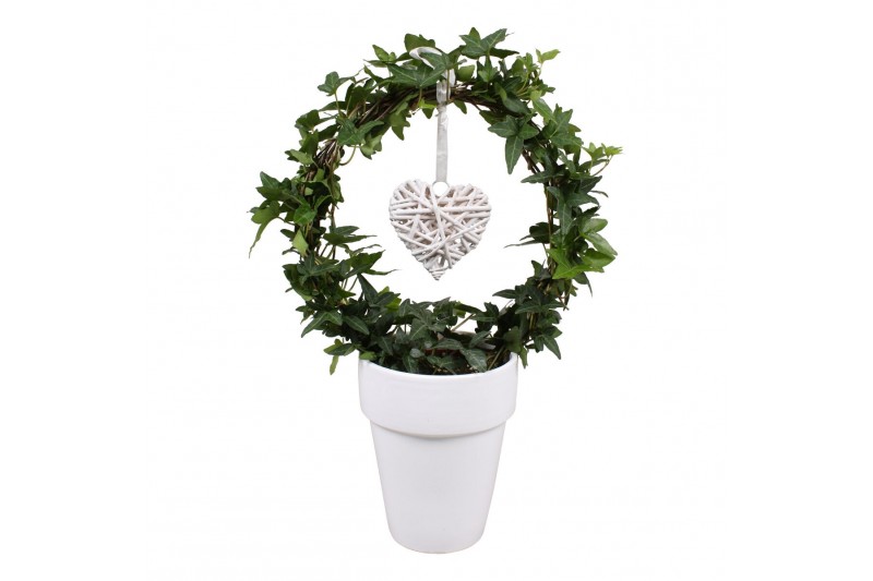 Hedera helix groen 9pp - 40-45cm Rank - Boog, Keramiek + Hart deco 