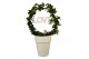 Hedera helix groen 9pp - 45-50cm Rank - Boog, Keramiek + Love deco 