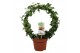 Hedera helix groen 9pp - 40-45cm Rank - Enkele boog 