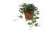 Hedera helix shamrock 9pp - 30-35cm Rank 