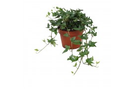 Hedera helix shamrock 9pp - 30-35cm Rank