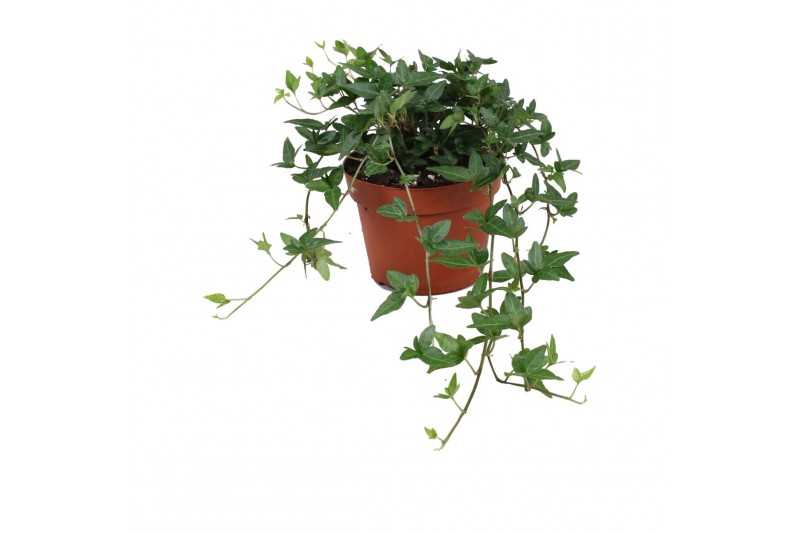 Hedera helix shamrock 9pp - 30-35cm Rank 