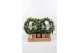 Hedera helix groen 9pp - 40-45cm Rank - Boog, Zeegrasmand + Home deco 