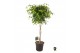 Ficus benjamina exotica gevlochten stam 