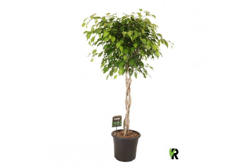Ficus benjamina exotica gevlochten stam 