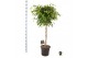 Ficus benjamina exotica gevlochten stam 