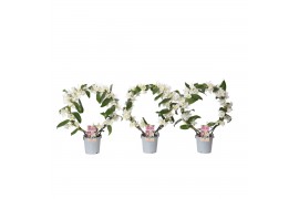 Dendrobium nobile star class white Dendrobium Nobilé, Bow 50 bl. 2 tak