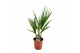 Washingtonia robusta 