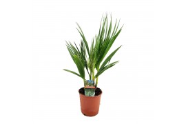 Washingtonia robusta