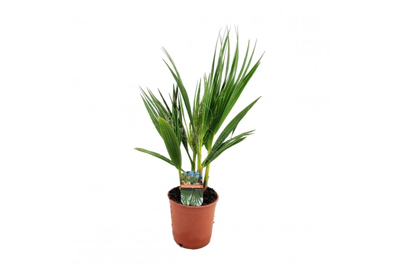 Washingtonia robusta 