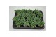 Fittonia mosaic marble green 