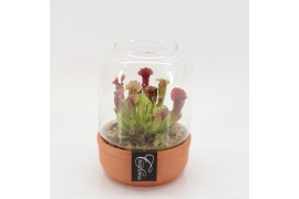 Vleesetende planten CARNI-2526 Carni creatie terrarium 1 pp