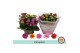 Kalanchoe rosalina Tricolori in box 