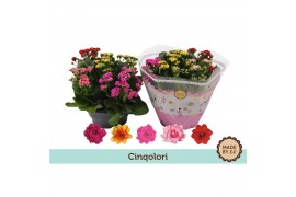 Kalanchoe rosalina Tricolori in box