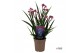 Anigozanthos Beauty Pink® 