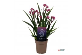 Anigozanthos Beauty Pink®
