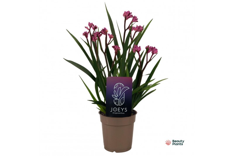 Anigozanthos Beauty Pink® 