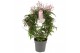 Jasminum polyanthum (roze) Boog - 300+ bloem 