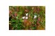 Jasminum polyanthum (roze) Boog - 300+ bloem 