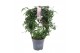 Jasminum polyanthum (roze) Boog - 300+ bloem 