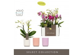 Phalaenopsis multiflora mix Optifriend Mix 2 spike in Molise Mix Aquo 