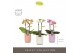 Phalaenopsis multiflora mix Optifriend Mix 2 spike in Molise Mix Aquo  