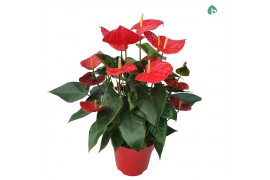 Anthurium andr. oklahoma