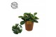 Peperomia obtusifolia red canyon 