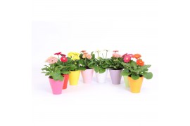 Gerbera mix Gerbera belicht 2+ bl 10cm in keramiek
