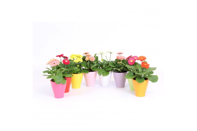 Gerbera mix Gerbera belicht 2+ bl 10cm in keramiek Gerbera mix Gerbera belicht 2+ bl 10cm in keramiek