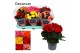 Begonia elatior du. mix decorum 5 kleuren 