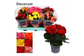 Begonia elatior du. mix decorum 5 kleuren