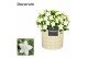 Campanula isoph. atlanta white decorum lauren 