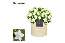 Campanula isoph. atlanta white decorum lauren