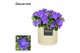 Campanula isoph. napoli decorum lauren 