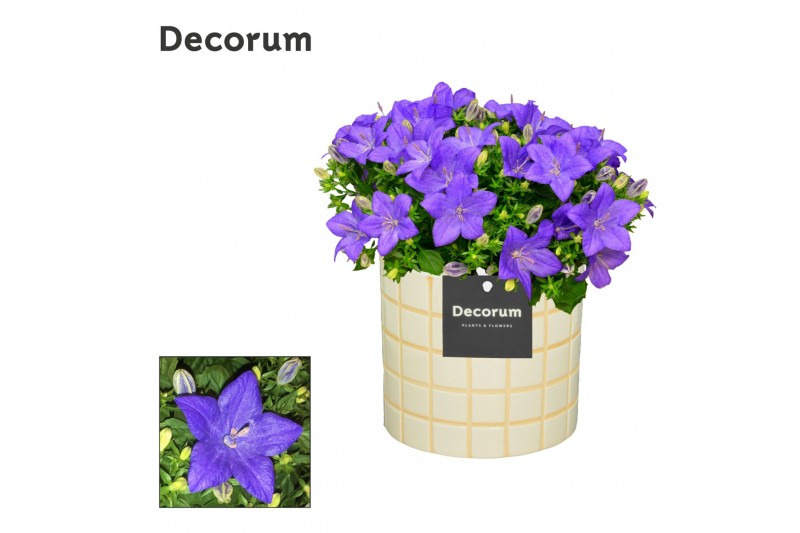 Campanula isoph. napoli decorum lauren Campanula isoph. napoli decorum lauren