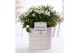 Campanula isoph. atlanta white pure lauren 