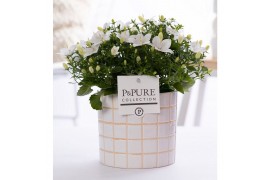 Campanula isoph. atlanta white pure lauren