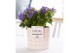 Campanula isoph. napoli pure lauren 